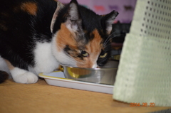 食べてますが何か？