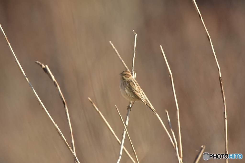 空五倍子色 (うつぶしいろ) の中で
