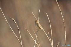 空五倍子色 (うつぶしいろ) の中で