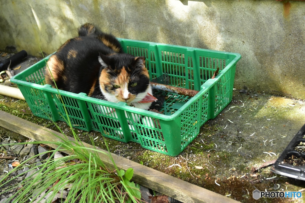 ちょっと入ってみたニャ ②