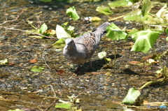 田んぼの客人(鳥)