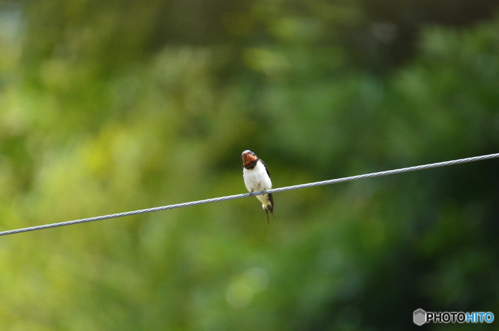 ツバメの日常  お母さんまだかな？