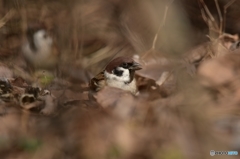 チュンチュン♪