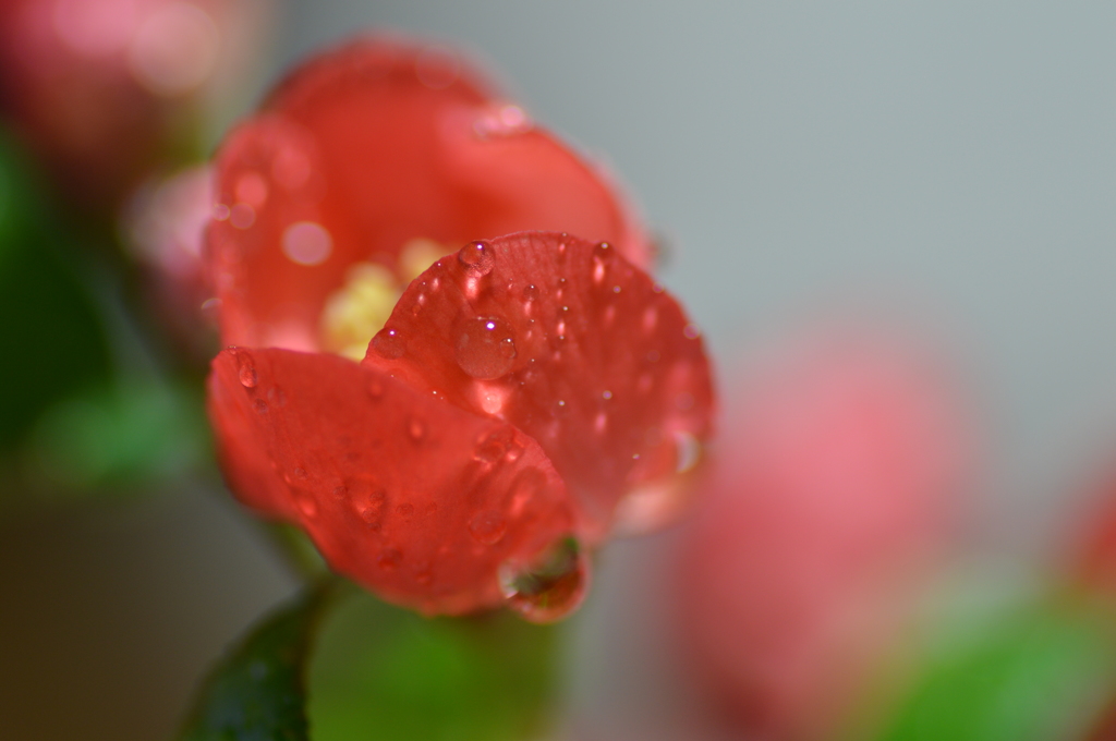 梅雨の雫 Ⅲ