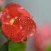 梅雨の雫 Ⅲ