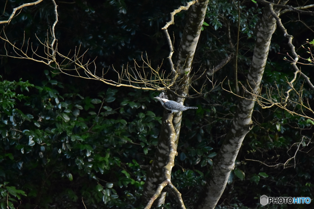 Crested Kingfisher