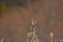 ホオジロじゃないよ〜