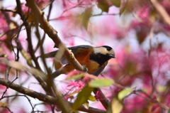 僕の踊りを見てよ