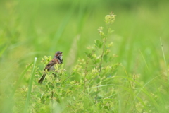 へっぴり、老爺お茶あがれ（ジッチャオチャアガレ）
