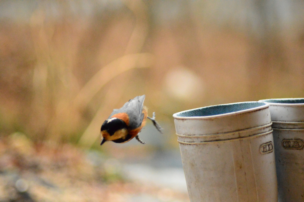 長靴とヤマガラ