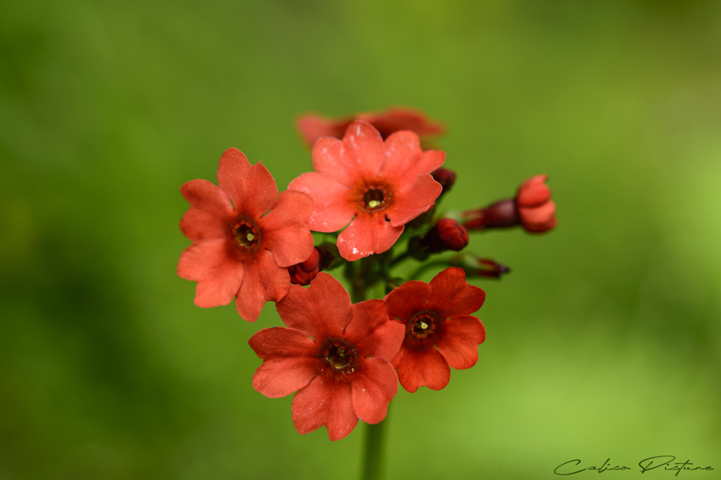 花色図鑑 Ⅰ