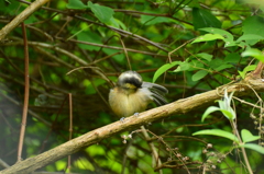 これも覚えたよ