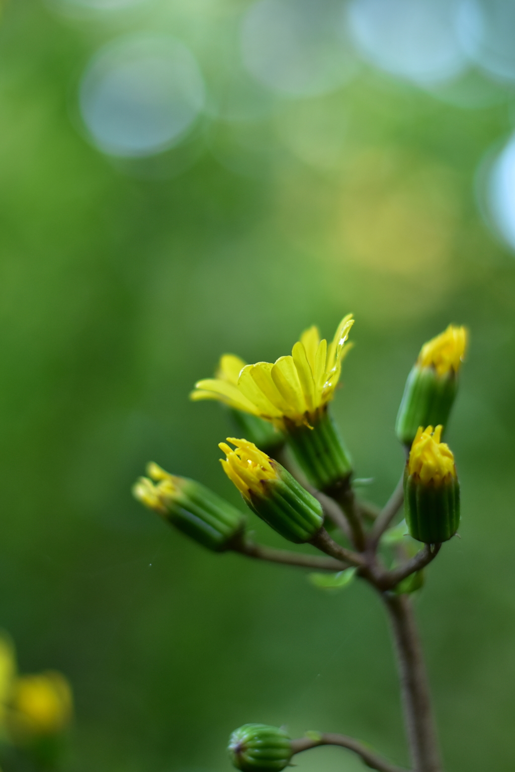 深まる秋と石蕗の花