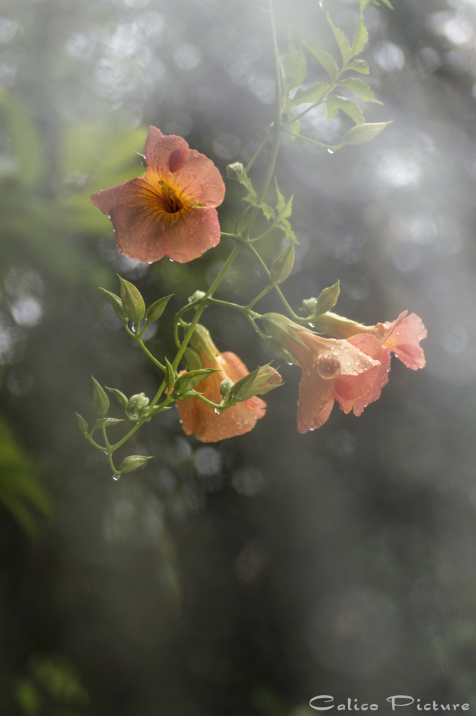 梅雨の凌霄花