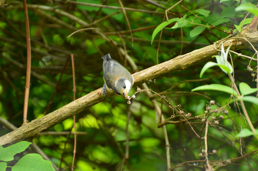 覚えてきたよ～
