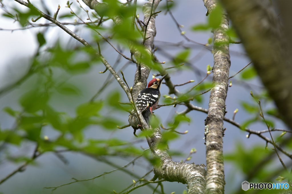 アカゲラじゃないよ･･･