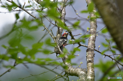 アカゲラじゃないよ･･･