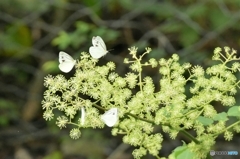 ウドの花のレストラン