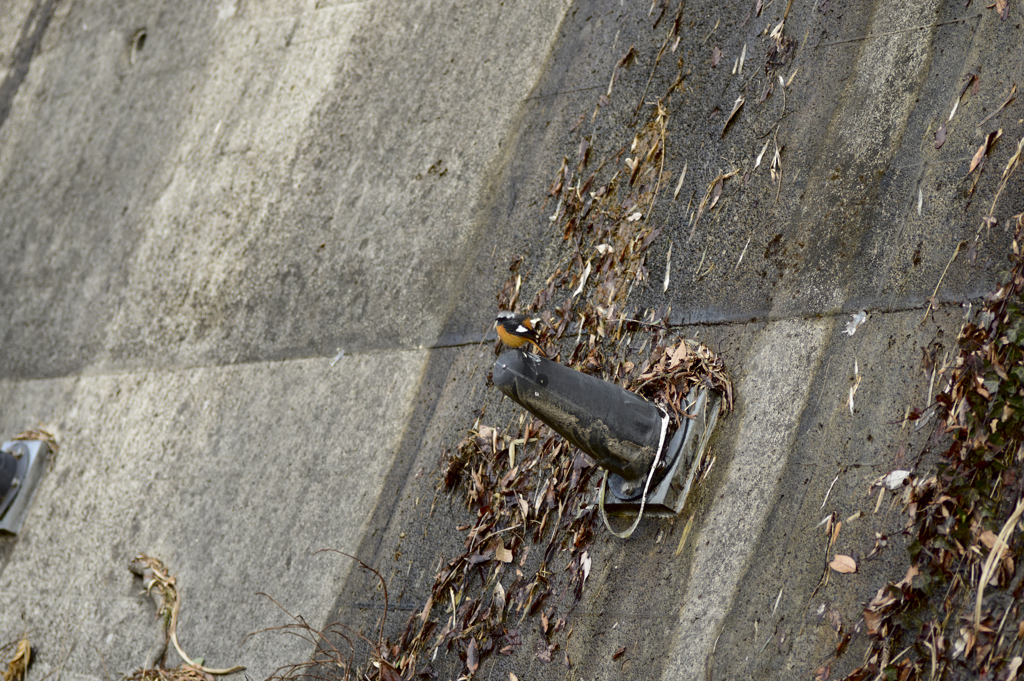 90ｍｍでジョウビタキ