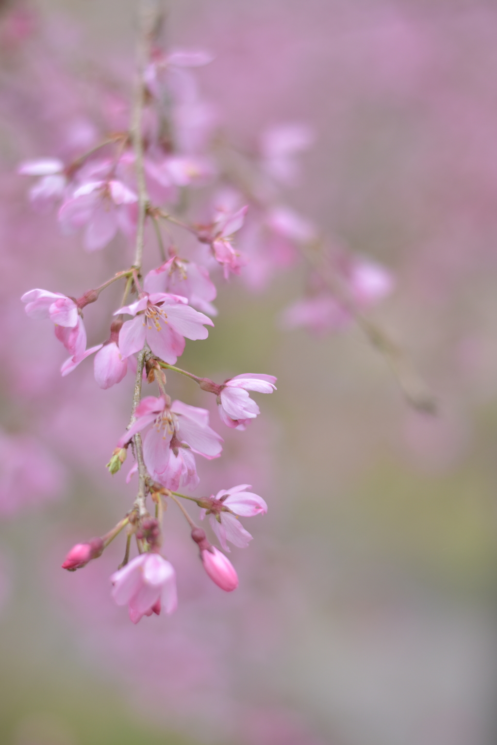 桜姫