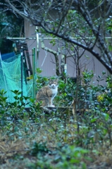 縞三毛さん