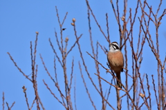 まだ遠い春 まだ遠い春