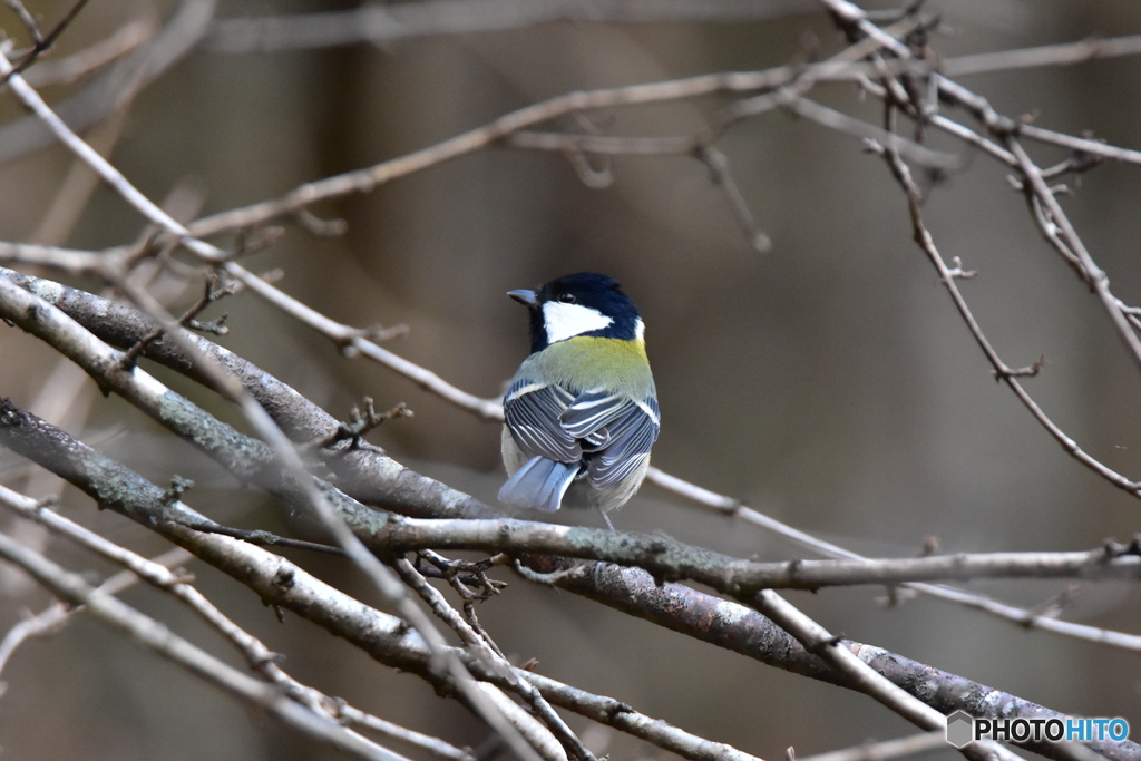 冬枯れの森の中で Ⅱ