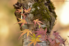 小さな秋と小さな芽