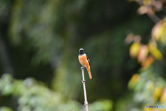 色んな所にジョウビタキ 〜畑〜 色んな所にジョウビタキ 〜畑〜
