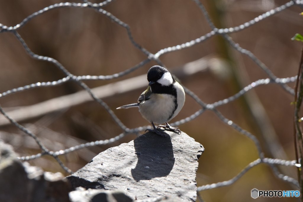 私 美人かしら？
