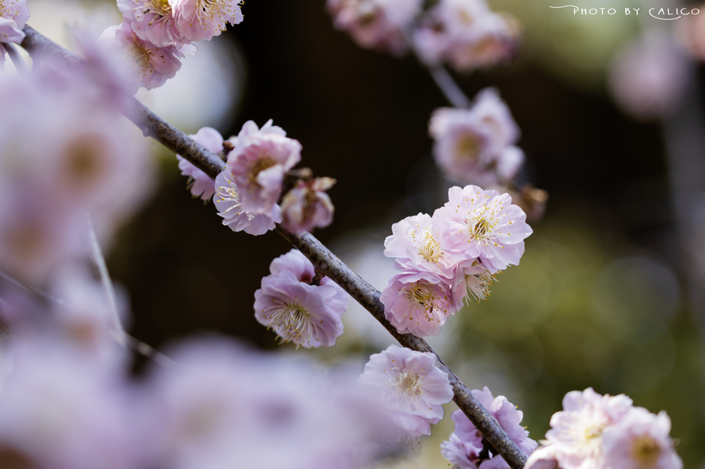 春昼