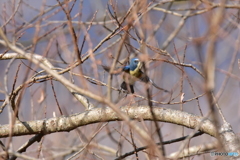 忍者のように Ⅰ