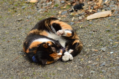 自分で遊ぶ