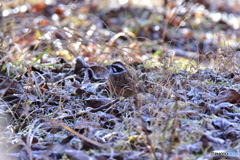 霜なんて へっちゃらだよ 霜なんて へっちゃらだよ