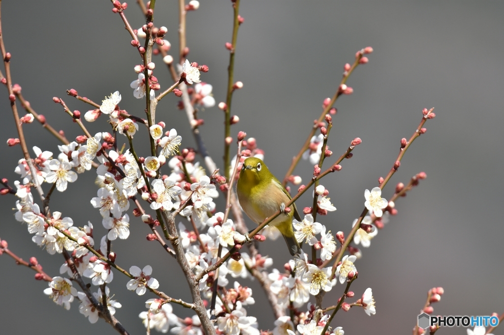 まだまだ 蕾はあるよ