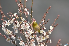 まだまだ 蕾はあるよ