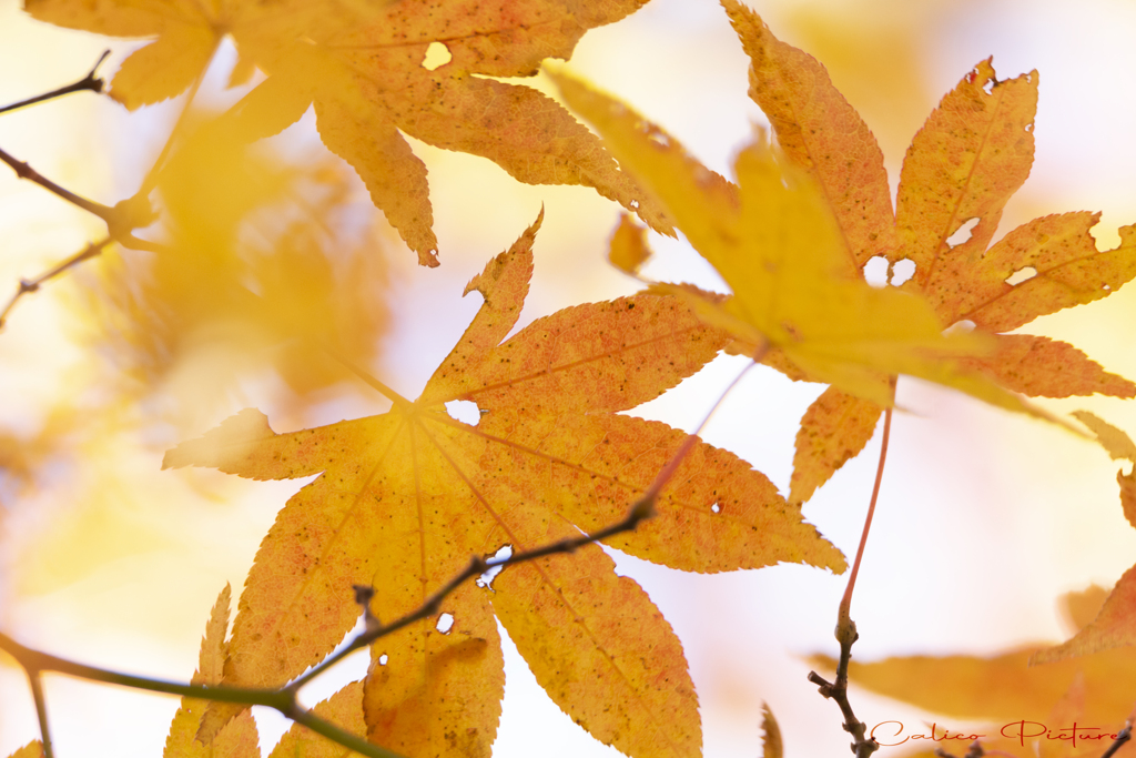 紅葉三様 Ⅲ