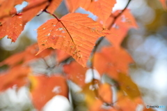 Autumn leaf color