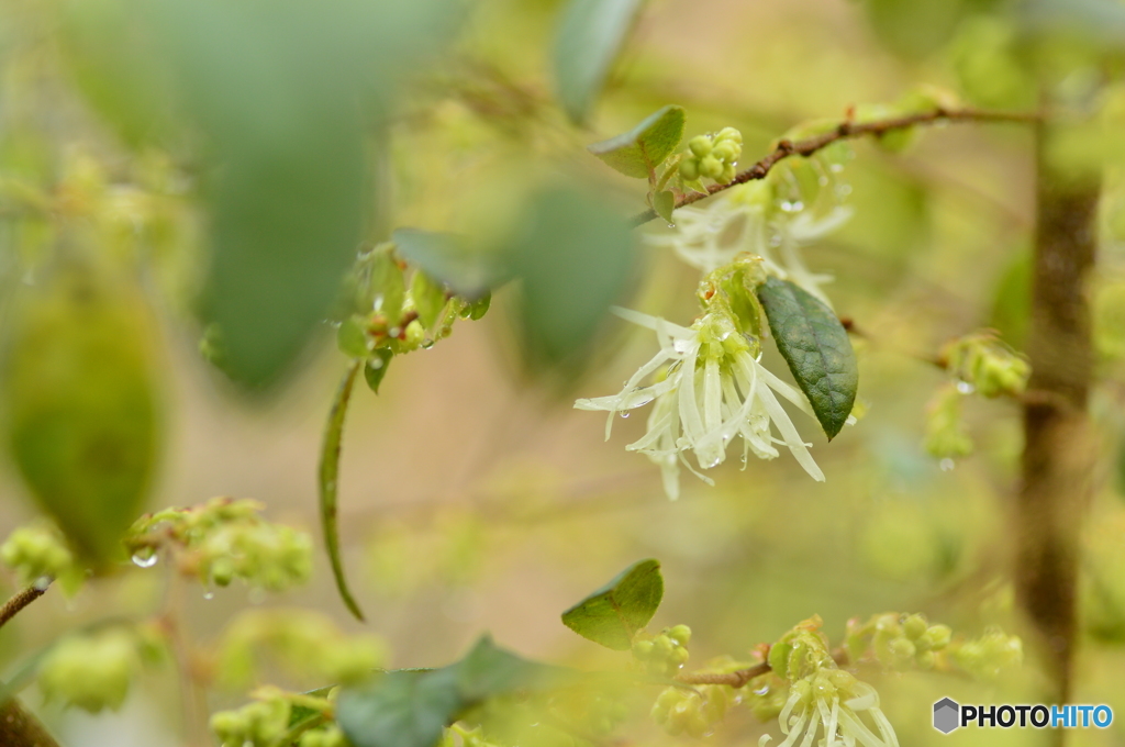 開花 Ⅱ