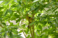 陰に隠れて