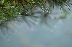 雨の日の庭②