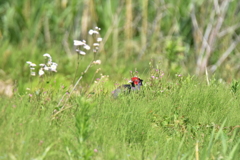恥ずかしいんです