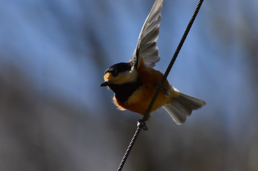 オラの種が～！