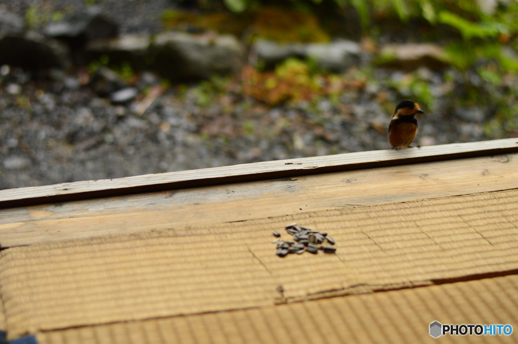 座敷ヤマガラ ピー助①