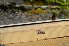 座敷ヤマガラ ピー助①