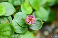 待望の開花