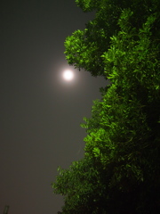 霧中3