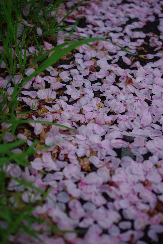 sakura