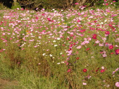 大楠山山頂近くのお花畑