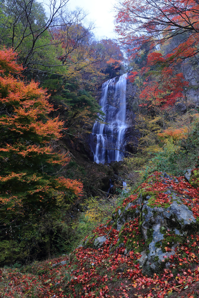 白滝紅葉